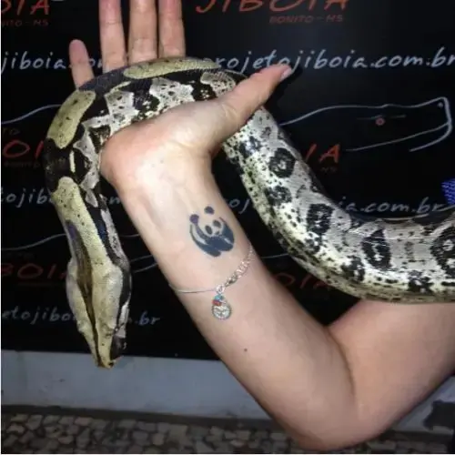 Projeto Jiboia - Passeio Noturno