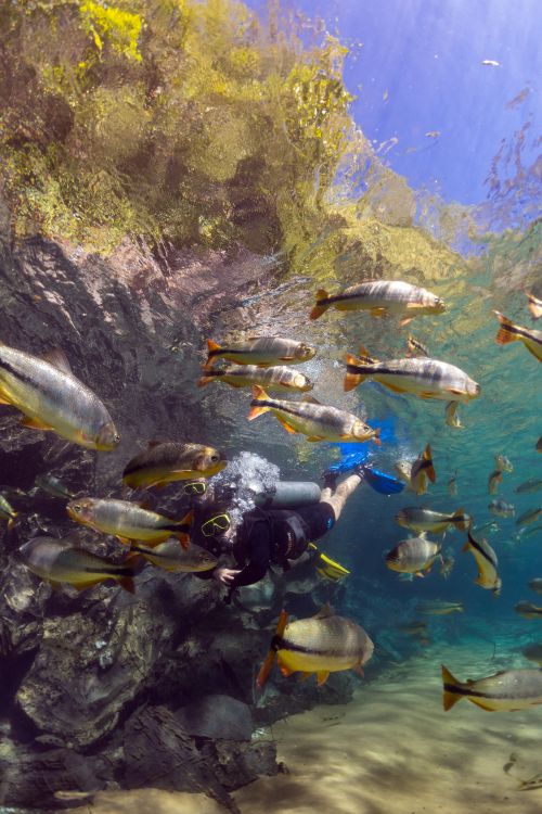 Mergulho Rio da Prata Bonito MS Mergulho Rio da Prata Bonito MS