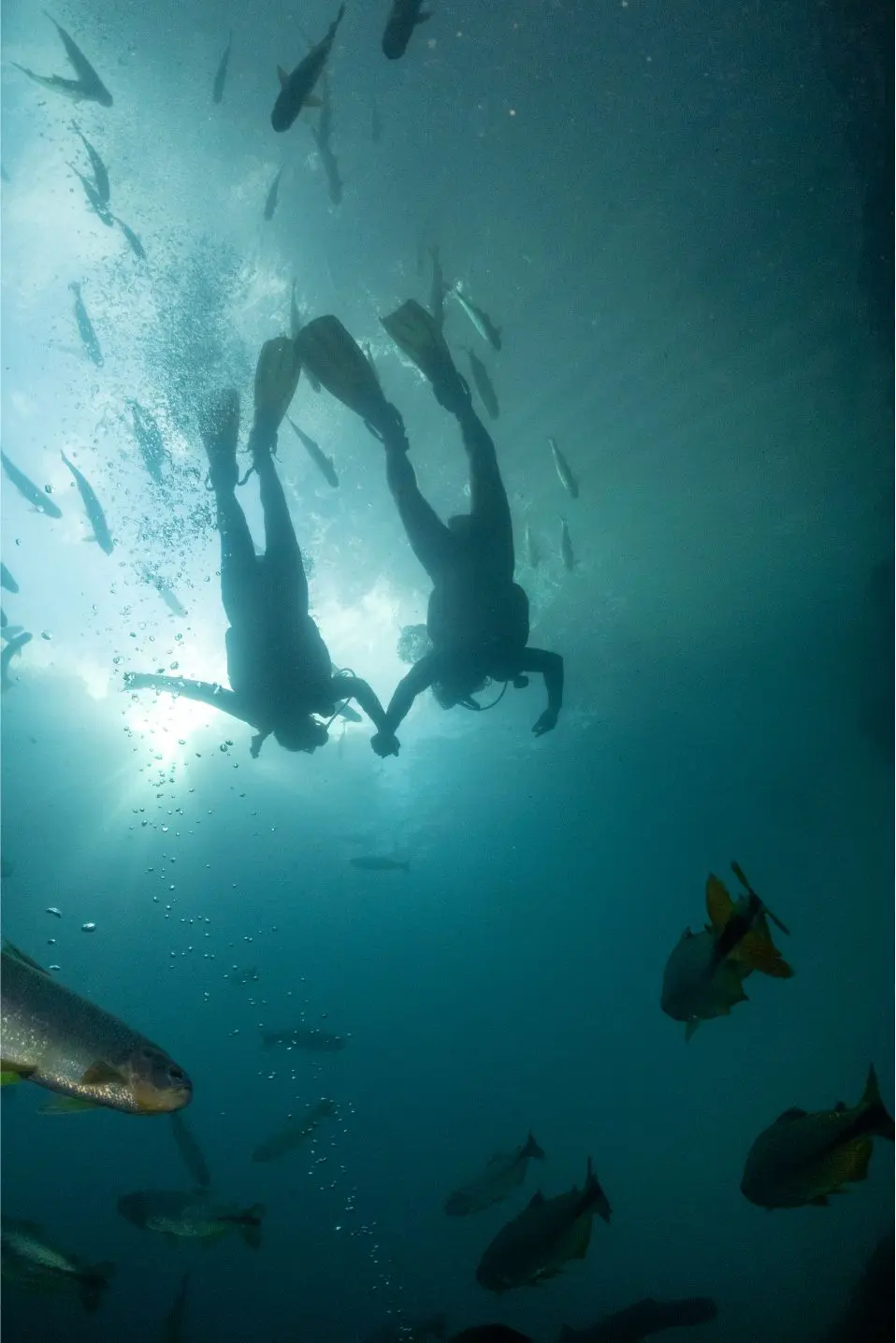 Mergulho Rio da Prata