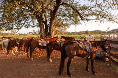 Cavalos Recanto do Peão Bonito MS Cavalos Recanto do Peão Bonito MS